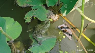 荷花池里在荷叶上的青蛙